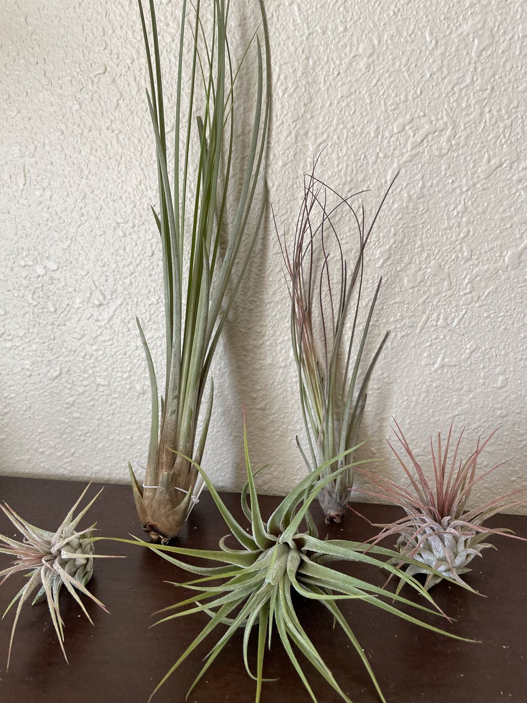 Customer photo review of B Quality Ionantha Variety 3 Pack  ($0.75 Per Plant)