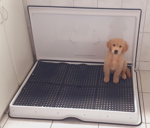 Customer photo review of Weasy Cão