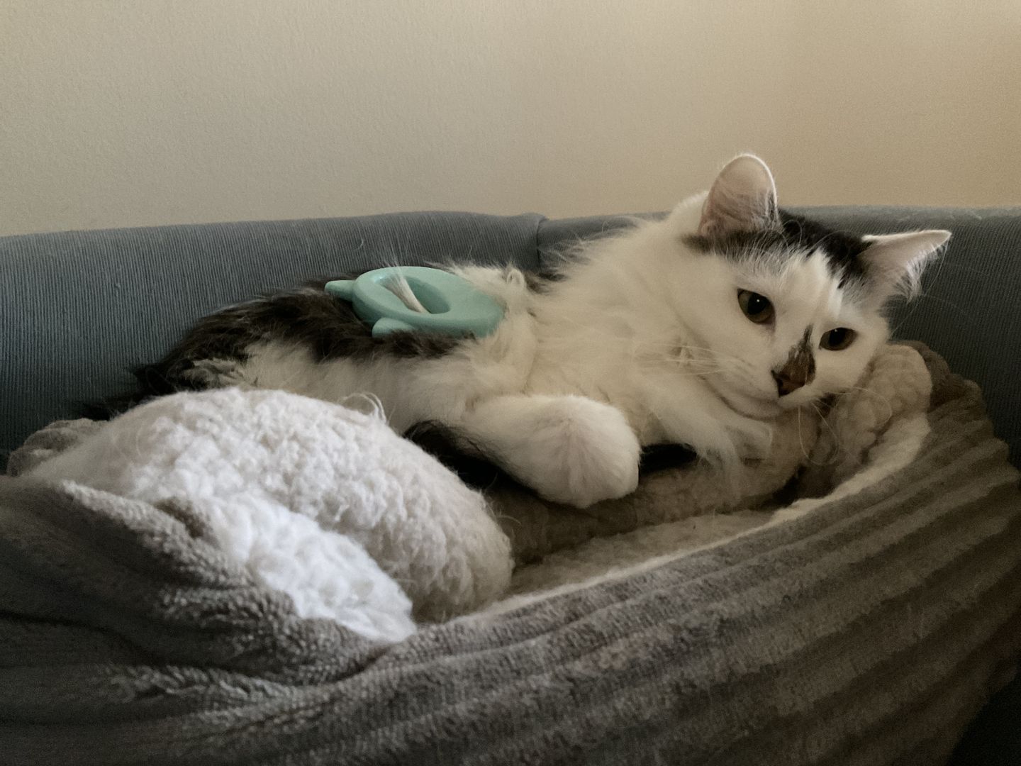 Customer photo review of Cat Hair Removal Massaging Shell Comb