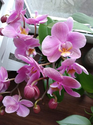 Customer photo review of Große Two of Us Orchideen Farbmix mit 2 Stielen im 3er Set