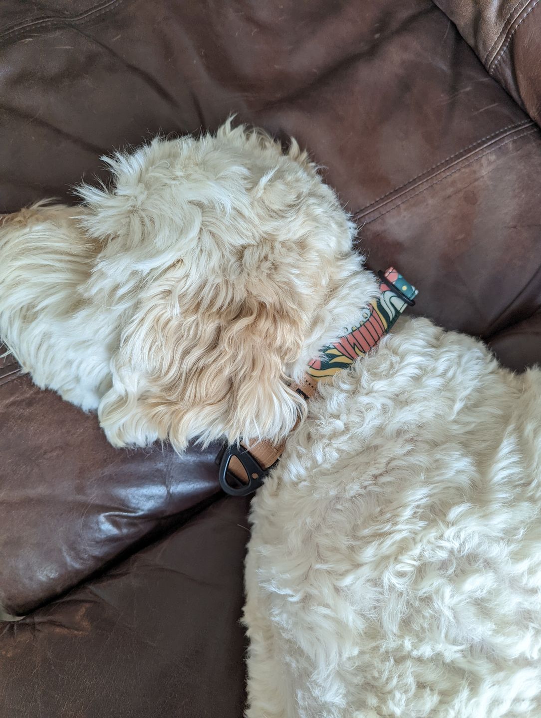 Customer photo review of NOOM: Artist Series Collar