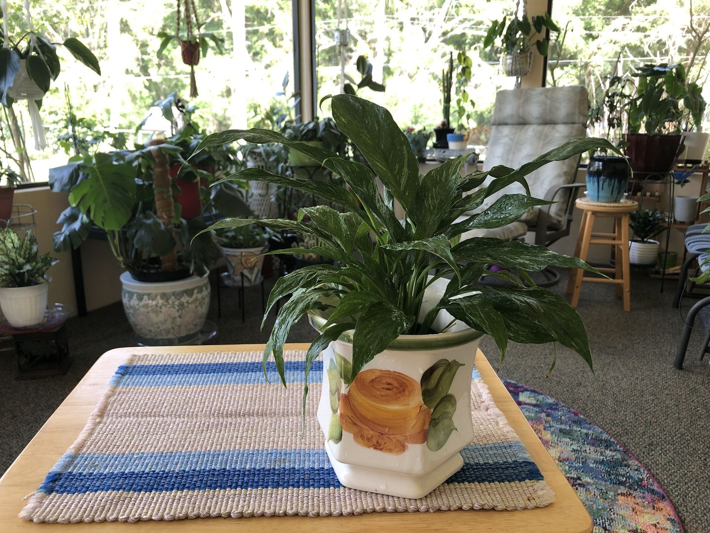 Customer photo review of 4" Spathiphyllum 'Domino'