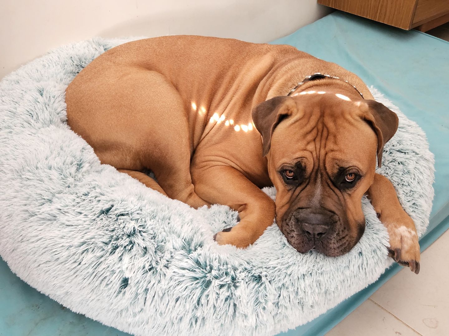 Customer photo review of Super Soft Calming Dog Beds