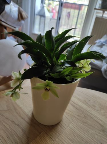 Customer photo review of Promenaea Sunlight