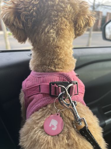 Customer photo review of Pink