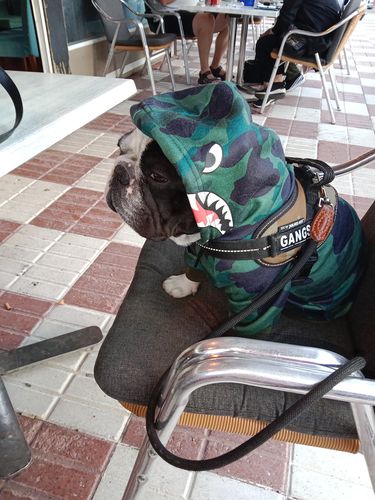 Customer photo review of Shark Monster Dog Hoodie - Green Camo