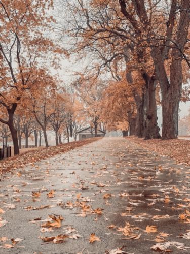 Customer photo review of The Rustic Autumn Preset Collection