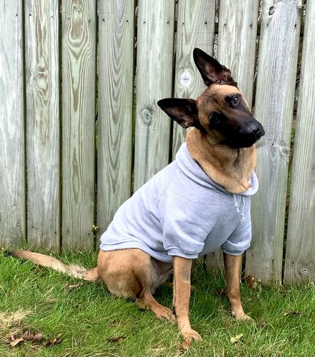 pethaus moletom com capuz