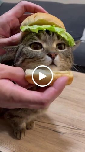 Customer video review of Portrait Only Pet Custom Sweater