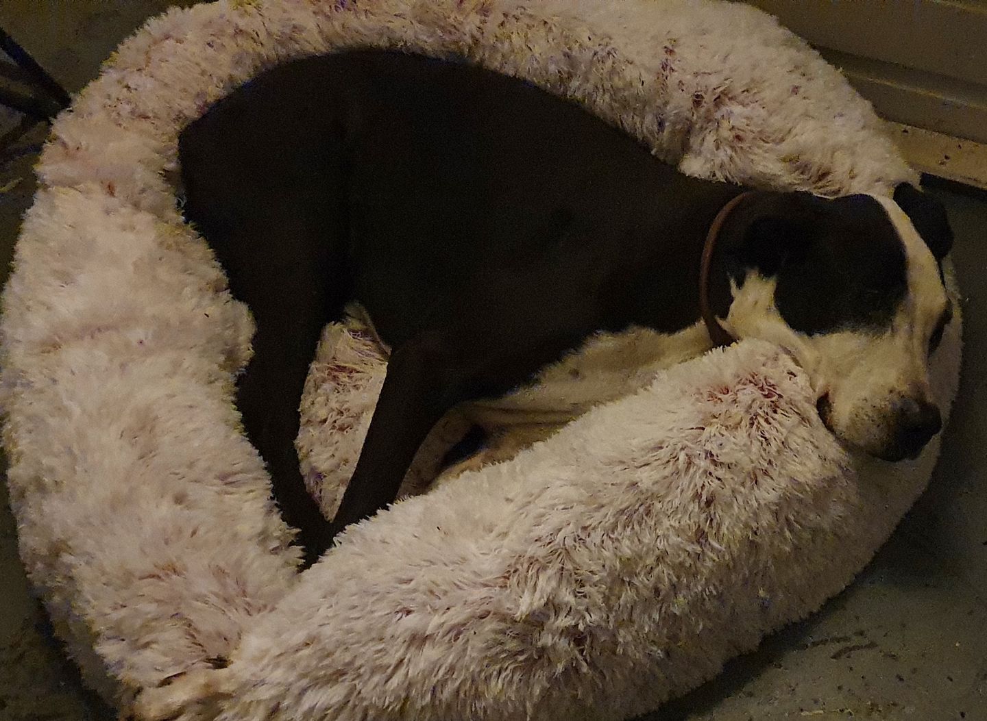Customer photo review of Super Soft Calming Dog Beds