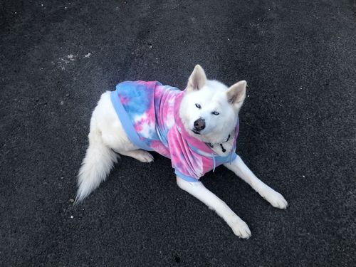 Customer photo review of Pink and Blue Sky Dye Dog Hoodie