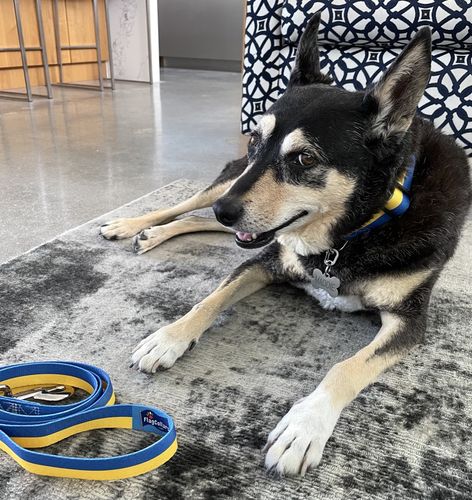 Customer photo review of Dog Leash with Ukraine Flag | Great For National Holidays, Festivals, Parades, Sporting Events, Pride Events