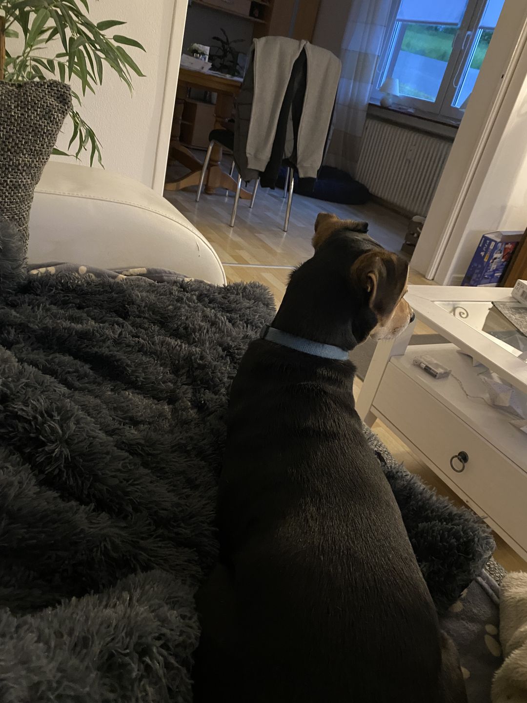 Customer photo review of *NEU* Emmalove - Flauschiges Hundebett für dein Sofa