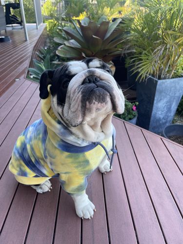 Customer photo review of Yellow and Navy Sky Dye Dog Hoodie