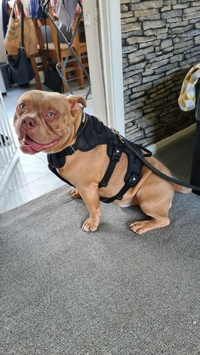 Customer photo review of Ragnar Harness