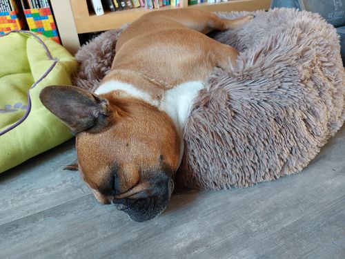 Customer photo review of Puppery Kuschelbett - Das Original