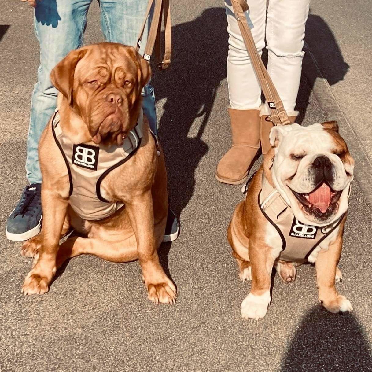 Customer photo review of Double Ended Training Lead | All Breeds - Durable & Soft 2m Lead - Military Tan