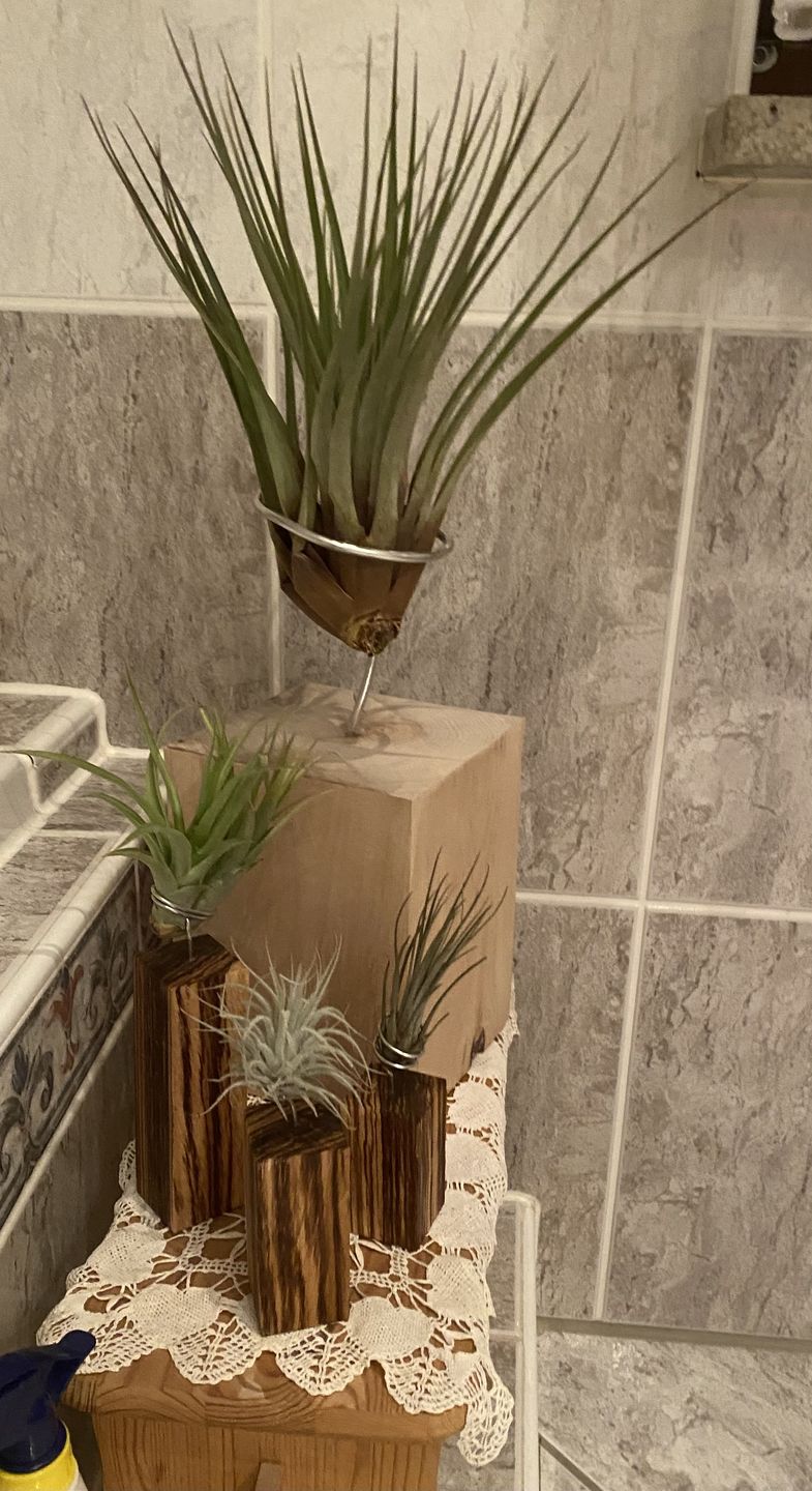 Customer photo review of Tilly Xylo - Gigant