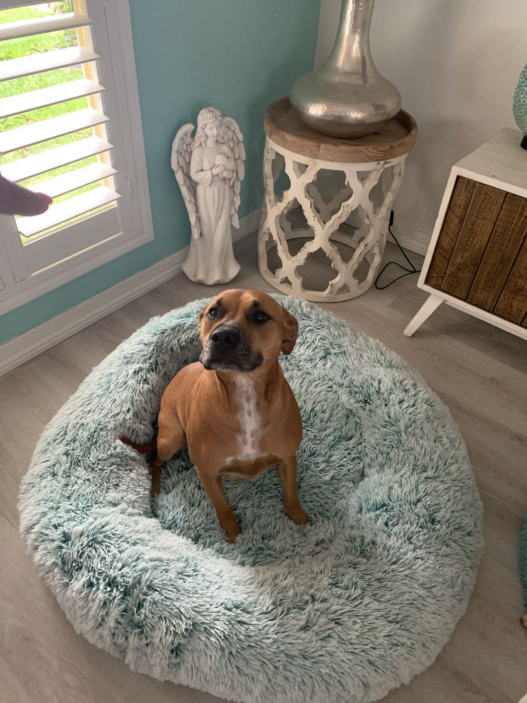 Customer photo review of Super Soft Calming Dog Beds