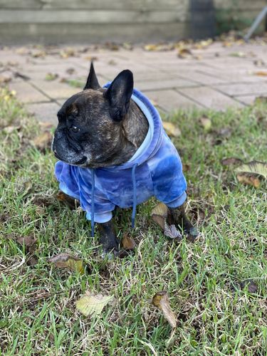 Customer photo review of Vintage Navy Sky Dye Dog Hoodie