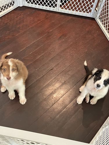 Customer photo review of Perfect Puppy Course