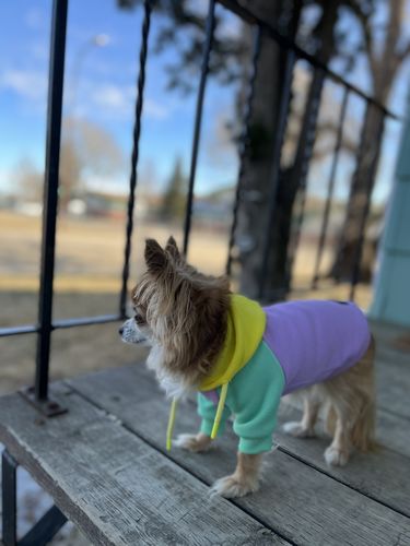 Customer photo review of Purple Turquoise Yellow Color Block Dog Hoodie (Matching) XL