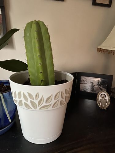 Customer photo review of San Pedro Cactus | Echinopsis pachanoi