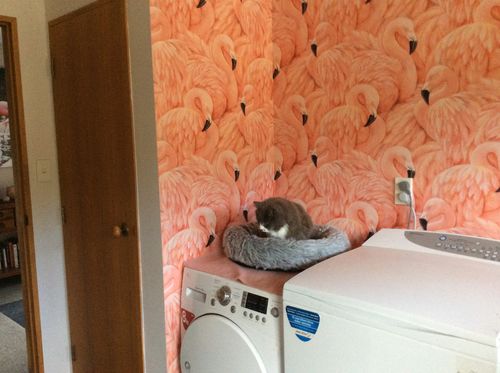 Customer photo review of Florida Flamingo Wallpaper
