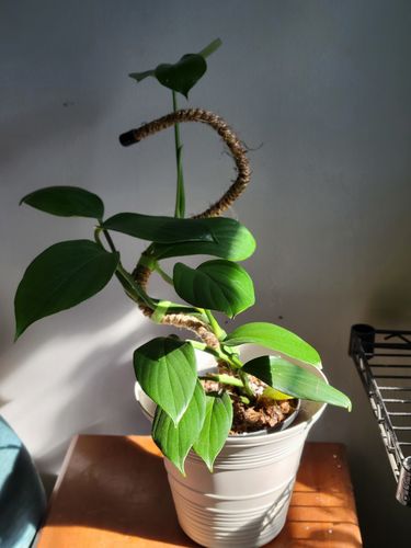 Customer photo of The Original Bendable Coir Pole™ - Best Seller (Tape Included) from Catherine V.