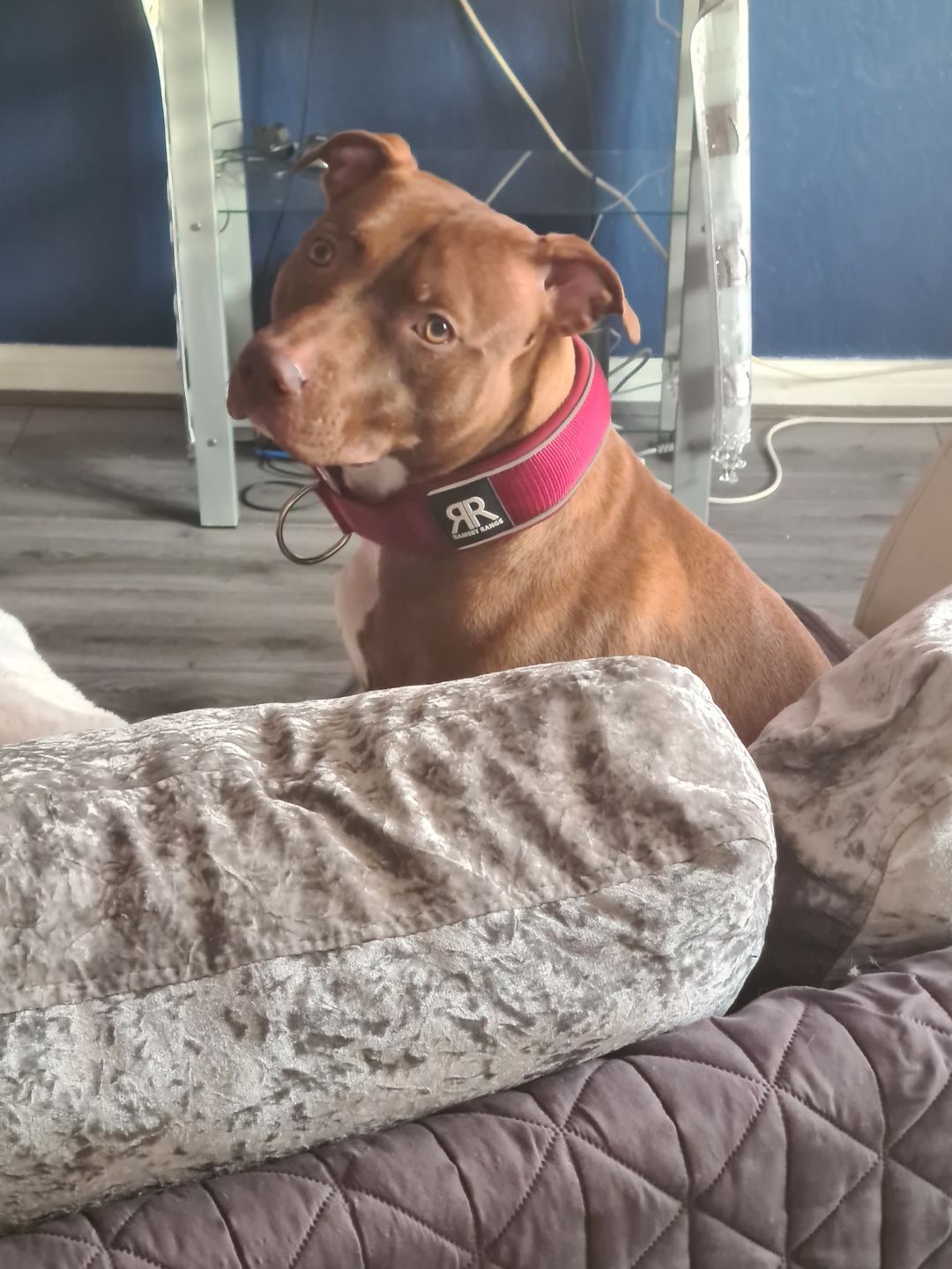 Customer photo review of 5cm RR Collar | Soft Padded & Reflective | Series 2 - Burgundy