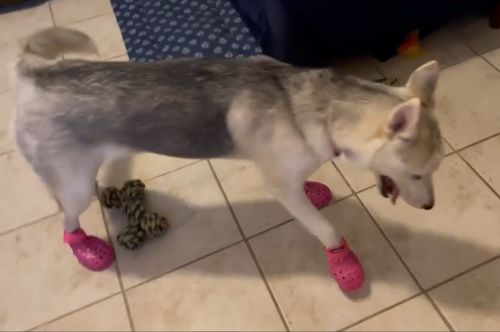 Customer photo review of WagWellies® Mojave