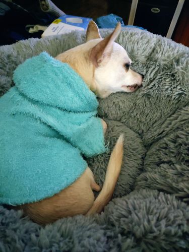 Customer photo review of Furbed™ - Cama Antiestrés Para Perros