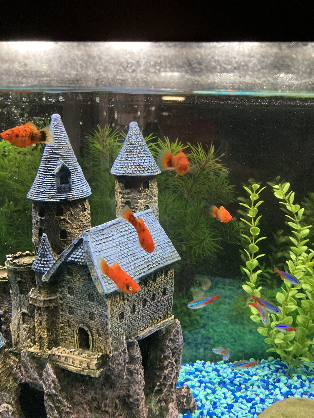 Customer photo review of Xtreme Nano and Fry Food