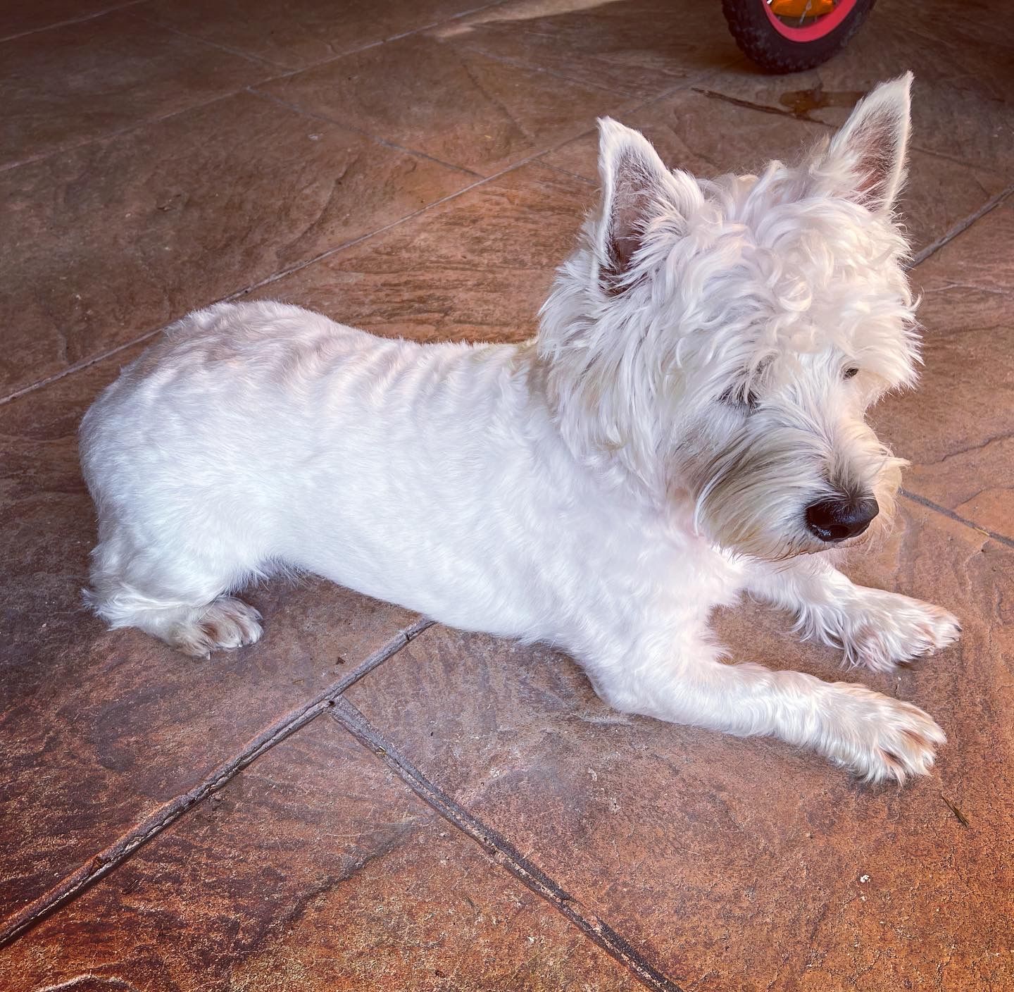 Customer photo review of Dog Hair Clippers