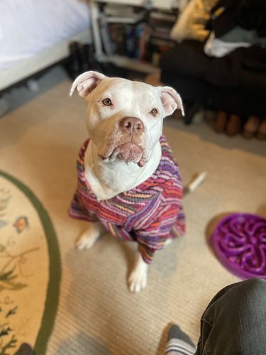 Customer photo review of Playa Poncho