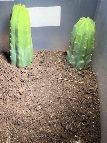 Customer photo review of San Pedro Cactus Cuttings | Echinopsis pachanoi Cuttings