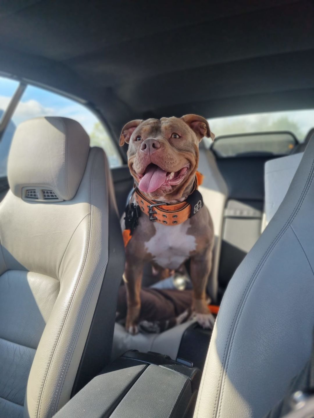 Customer photo review of 1.4m Swivel Combat Lead | Neoprene Lined, Secure Rated Clip with Soft Handle - Orange