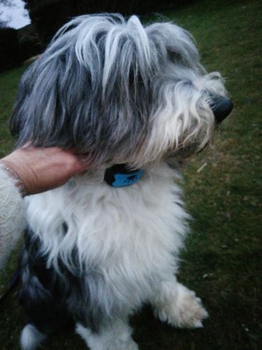 Customer photo review of Collier Anti Aboiement PuppySafe