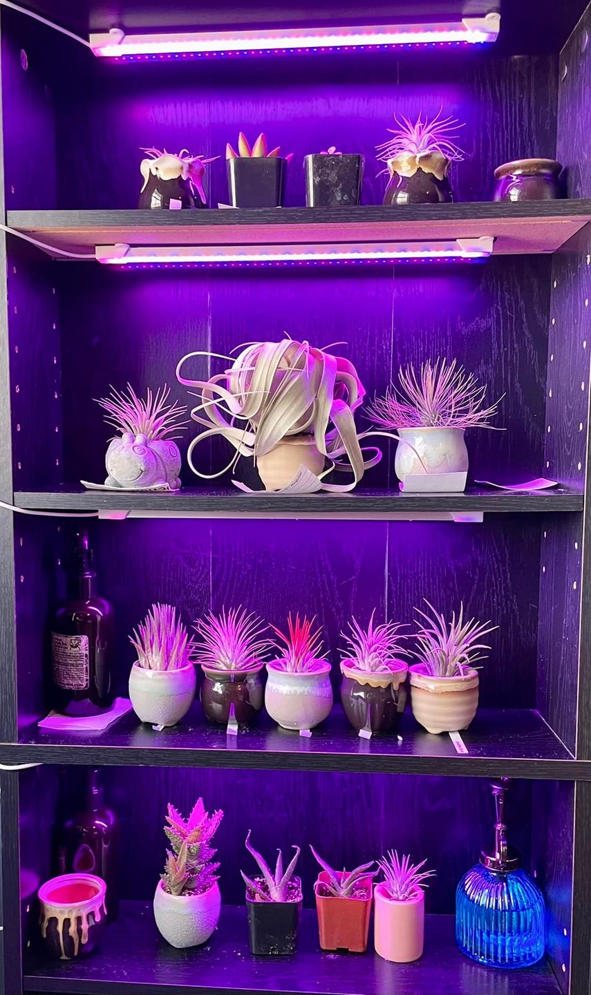 Customer photo review of Ionantha Peach