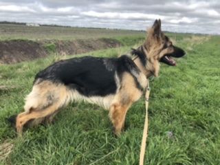 Customer photo review of Double Ended Training Lead | All Breeds - Durable & Soft 2m Lead - Military Tan