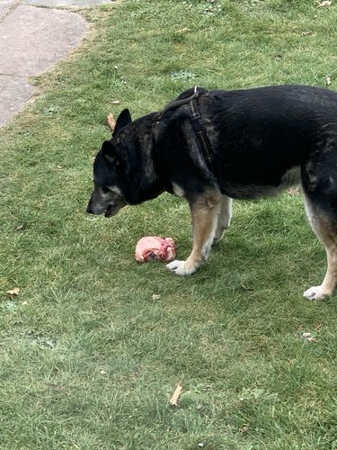 Customer photo review of PREMIUM Hundegeschirr gepolstert | Kennfäden