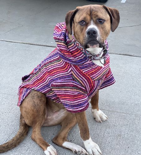 Customer photo review of Playa Poncho