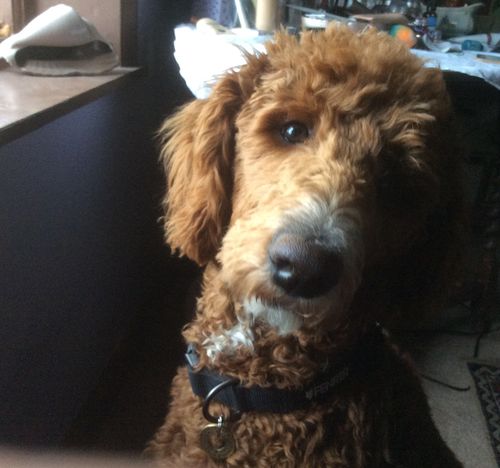 Customer photo review of Ragnar Dog Collar