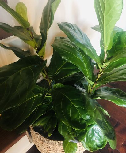 undefined review of Signature Neem Oil Starter Kit image 1 out of 1