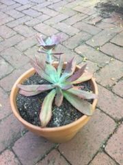Customer photo review of Echeveria Diamond State Variegata