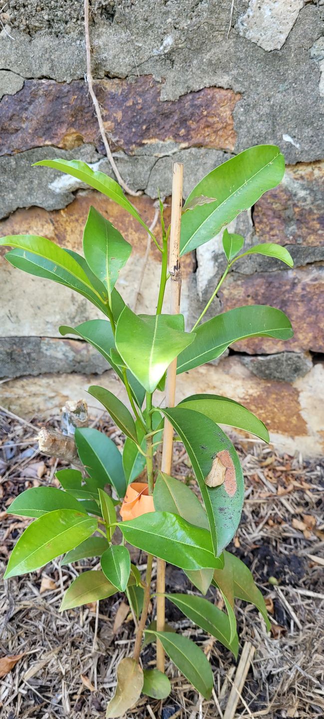 Customer photo review of Sapodilla / Chicku