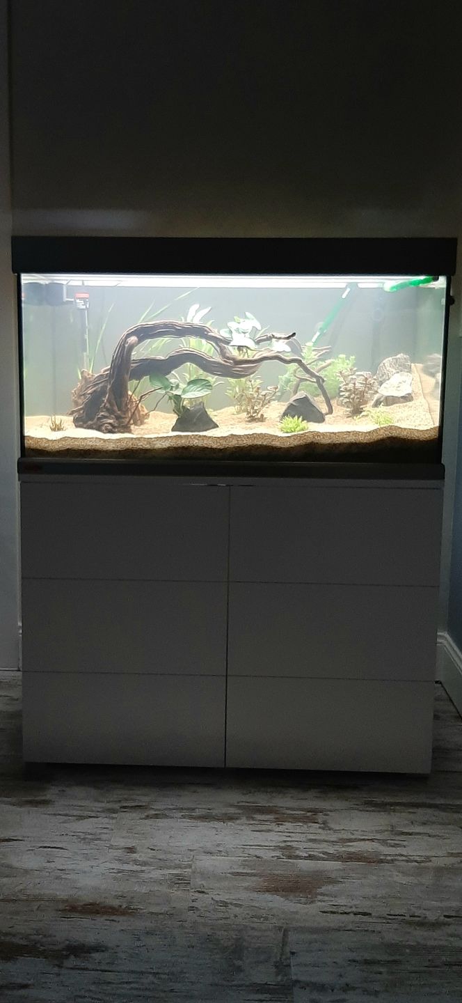 Customer photo review of Racine Naturelle Legno Dragon Skin MD - 60 à 90cm AMTRA