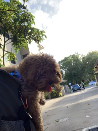 Customer photo review of All In One Pet Carrier Bag | Dog Bike Basket | Backpack for Dogs & Cats | Car Booster Seat