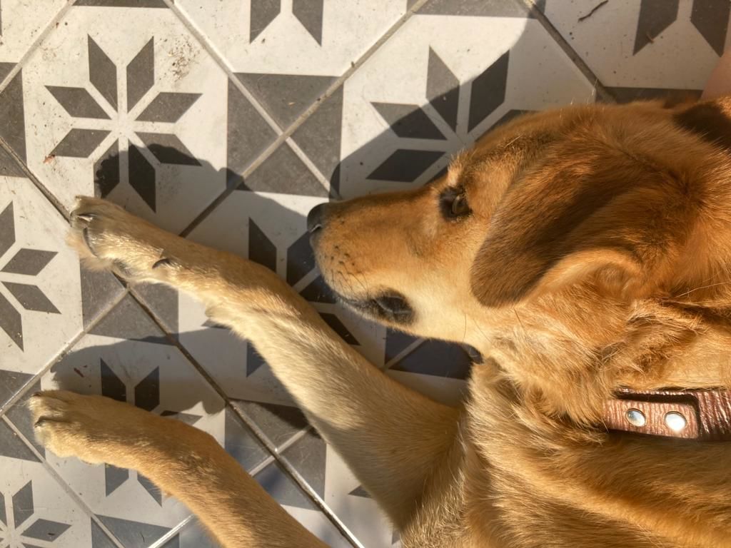 Customer photo review of Collar Duke Marrón Corrugado Envejecido/Marrón Corrugado Envejecido