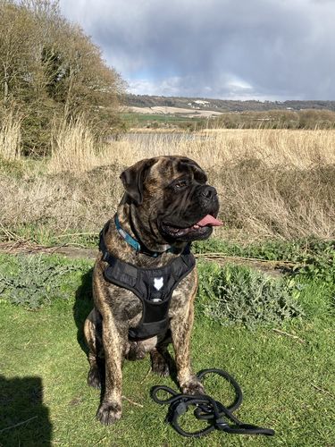 Customer photo review of Ragnar Training Leash